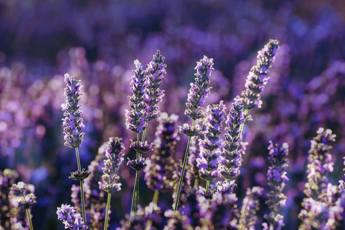 Lavender flowers up close