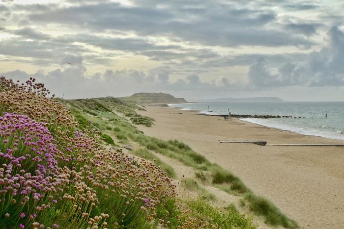Golden sand on Bournemouth beach with flowers growing out of grassy sand dunes. The sea laps on the shore in the background.