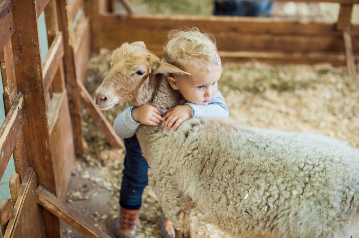 Child hugging sheep