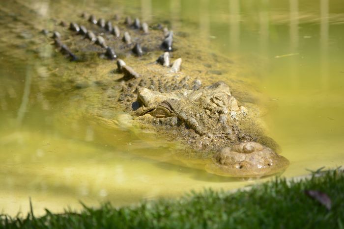 Crocodile in water