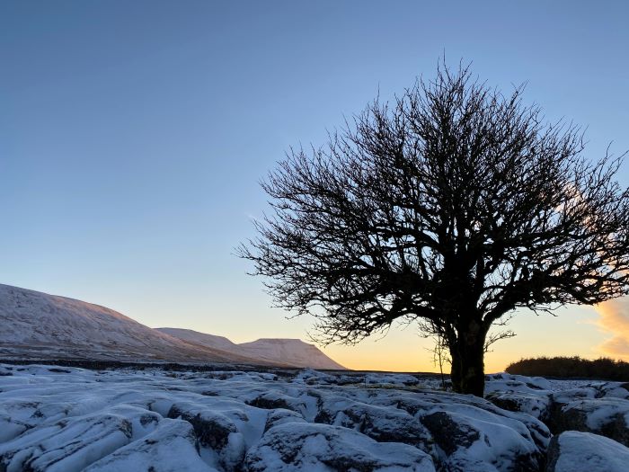 A large tree with no leaves set against a snowy Yorkshire Dales sunrise