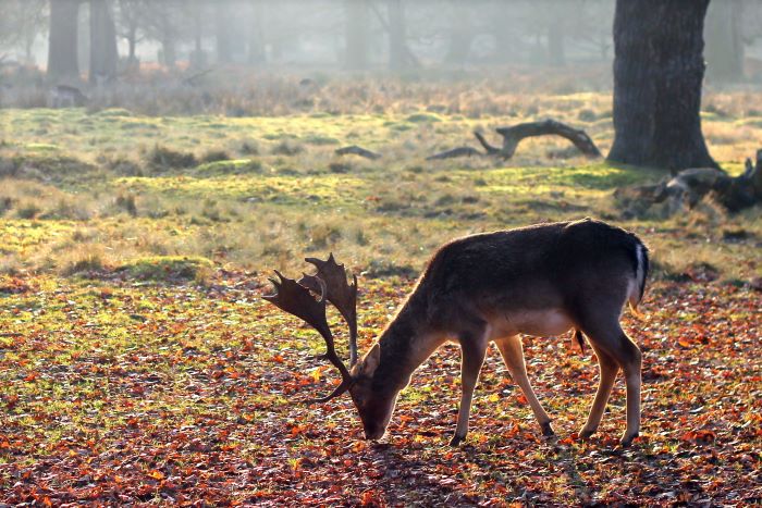 A deer grazing in a wood at Dunham Massey