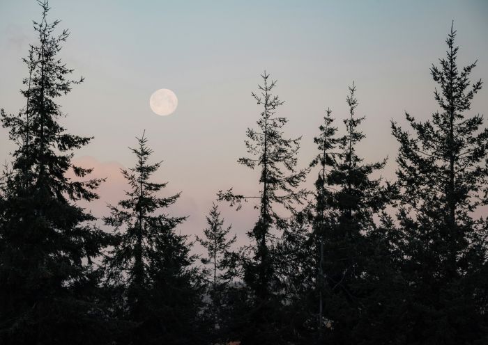 Pine Tree tops in the Forest of Dean at dawn with the full moon setting.