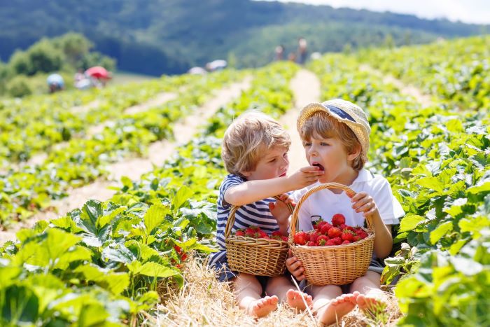 Children feeding each other strawberries in a field