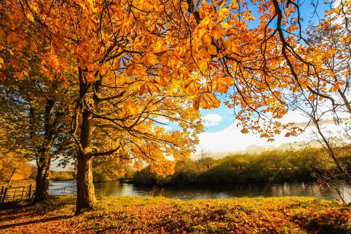 Trees along a river in autumn in Barons Haugh, Motherwell