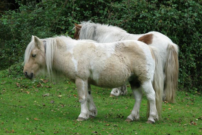 Two new forest ponies