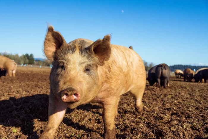 Pig in a muddy field