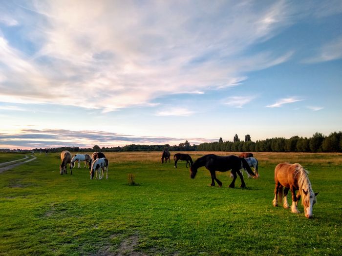 Horses at Port Meadow in Oxford