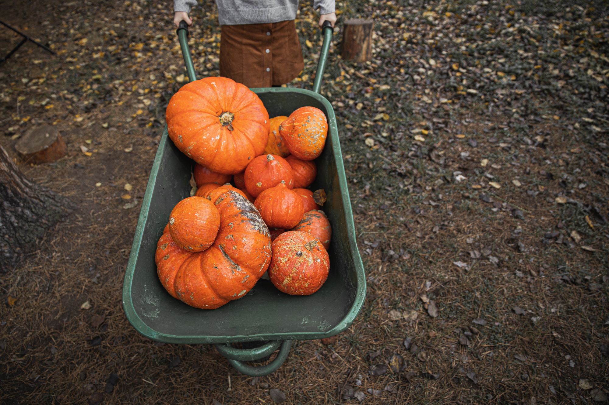 Pumpkin Wheelbarow Monstera Production