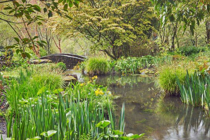 A pond with plants and a bridge