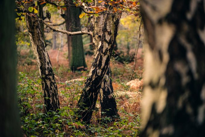Birch trees in Sherwood Forest in Autumn.
