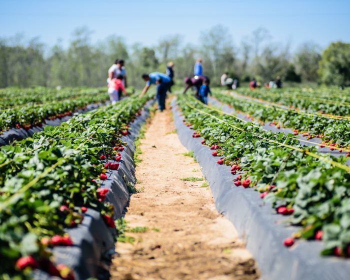 People picking strawberries in a field