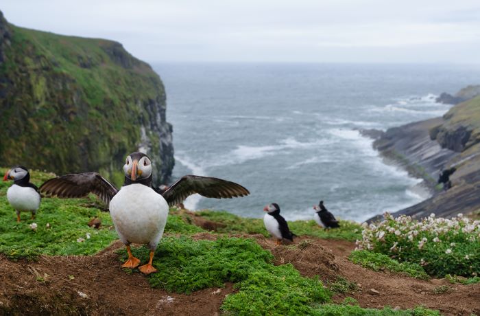 A colony of puffins on Skomer island.