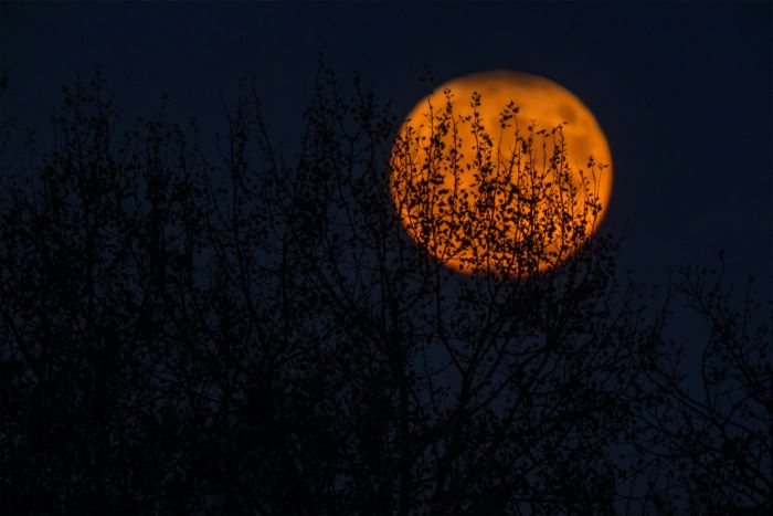 A spooky orange moon at night