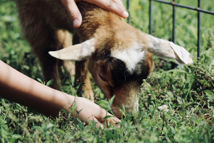 A baby goat (kid) being petted.