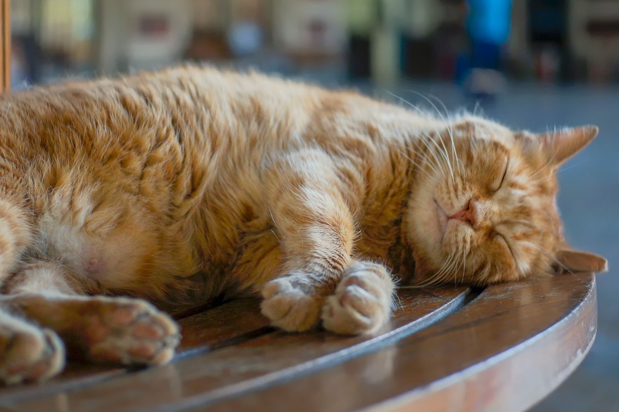Train-Station-Cat-Photo-Oz