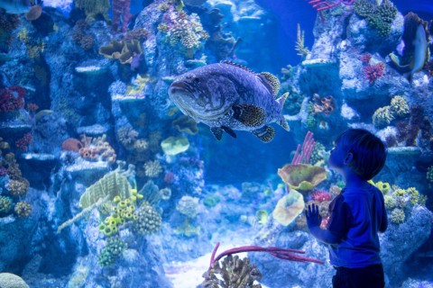 Aquarium Boy Kiril Smir