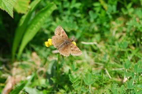 butterfly-on-flower