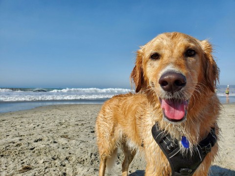 Dog Beach Greg Jenkins