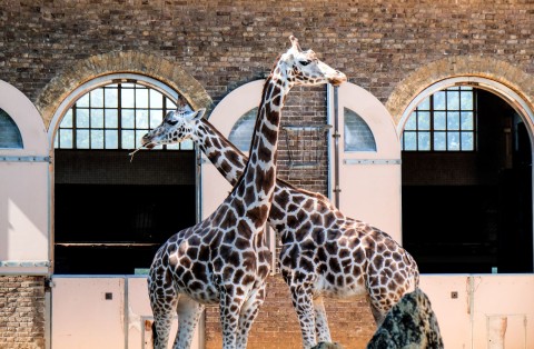 Giraffes-Richard-Cook