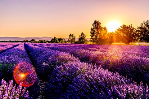 Leonard Cotte Lavender Field
