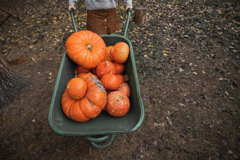 Pumpkin Wheelbarow Monstera Production